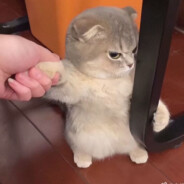 小赵是个中二病