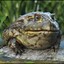 Bull-Frog