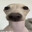 Dog The Dog