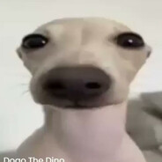 Dog The Dog