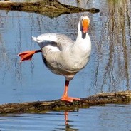 [Hyilysha] maxrbovol