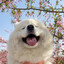 Samoye