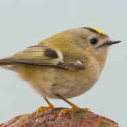 staszek mały ptaszek