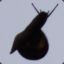 CrowBarred