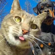 90后海豹不顶皮球