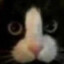 D1ck cat