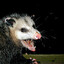 opossum