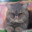 CatDaddy