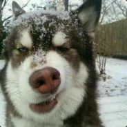 铁骨铮铮王境泽