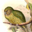 The Kakapo Fellow