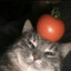 Кот с помидором