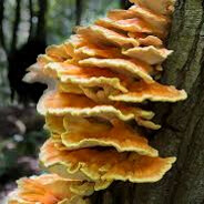 Common Fungus