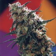 420 - steam id 76561197960422496