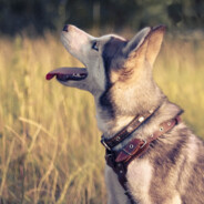 快把老夫扶起来