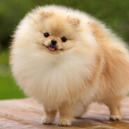 Витя Волапоп