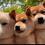 面如霜下雪吻如雪上霜