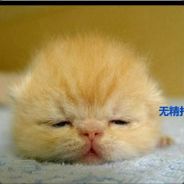 。。。。。。。。。。。