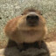 Lituchii