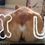 I &lt;3 Corgi Butts