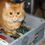 cate comp