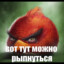 птичка с яичками