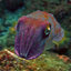 Rainbow Cuttlefish™