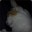 Chonk