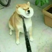 藕是大虾的斯汀木