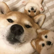 玩家头像