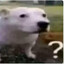 ?Dog?