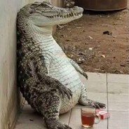 ANALIGATOR