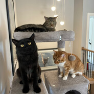 BeefStu - steam id 76561198097798997