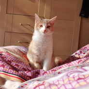 终日无眠（Coffee）