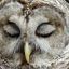 Sleeping Owl