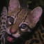 Ocelot