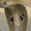 CommanderCobra