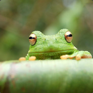 KillerTreeFrog *Ribbit*