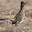 Papa-léguas do deserto