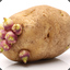 Pregnant Potato