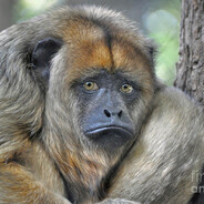 MonkeThatLoses :(