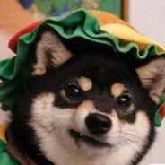 爱吃喜之郎的太空人