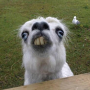 Любомир Гузар