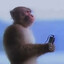 tERRIBLE mONKEY
