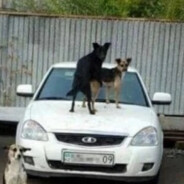 блины из насвая