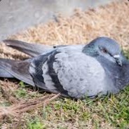 ST 4568 Pigeon