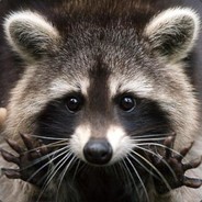 Енот228 avatar
