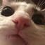 DooieHaai