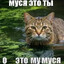 Avatar of player муся