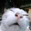 iso_sleepyrn