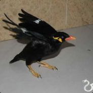 带球带崩队友！